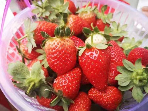 又到草莓成熟季！鹏城亲子采摘特惠来了